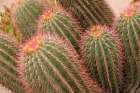 Marrakech-Morocco Beautiful arid garden filled with cacti-succulents Art Print